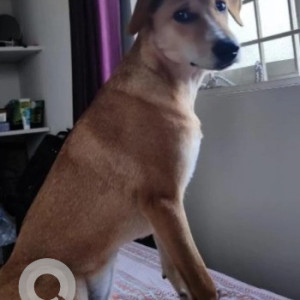 Missing: White-Brown Mix Female Indie Dog from Kodathi Gate Maruti Pet Shelter-2
