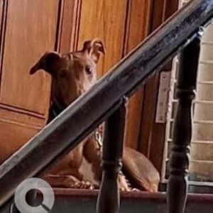 A Black and Brown Indie Dog Found from Zone 9 Teynampet, Chennai-2