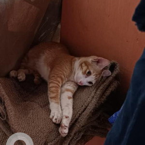 A Orange Calico Cat Found from Anjuna Flea Market Area-2