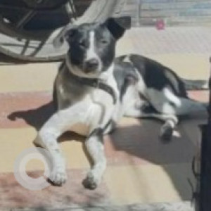 Missing: Black and White Male Indie Dog from Kammanahalli near Echo