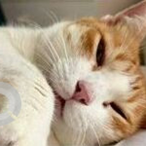 Missing: Orange Female Indie Cat from Silver Skyline, Manish Nagar, 4 Bungalows-2