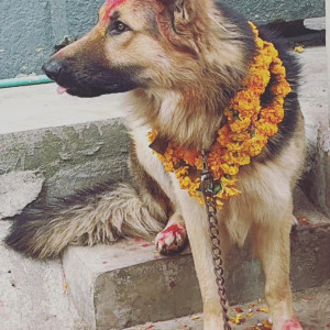 Missing: Black and Brown Male German shepherd Dog from Thimi , Bhaktapur