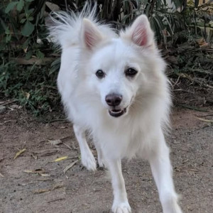 Missing: White Male Labrador Dog from Arambol