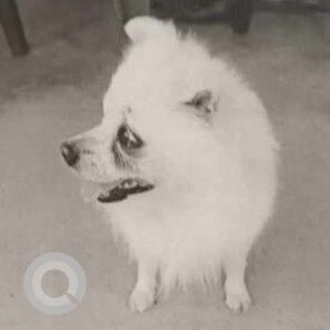 Missing: White Male Japanese Spitz Dog from kittachaur, Godawari