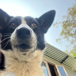 Missing: Black and White Male Indie Dog from Near Mutton Shop, Gandhinagar, Barpeta-2