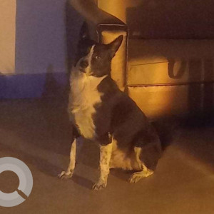 Missing: Black and White Male Indie Dog from Near Mutton Shop, Gandhinagar, Barpeta