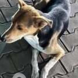 Missing: Black and Brown Male Indie Dog from Govt. Dispensary, Sector 20, Panchkula-2