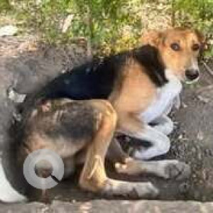 Missing: Black and Brown Male Indie Dog from Govt. Dispensary, Sector 20, Panchkula-3