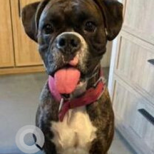 Missing: Black Male Boxer Dog from Gujarwadi, Phata, Katraj