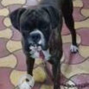 Missing: Black Male Boxer Dog from Gujarwadi, Phata, Katraj-2