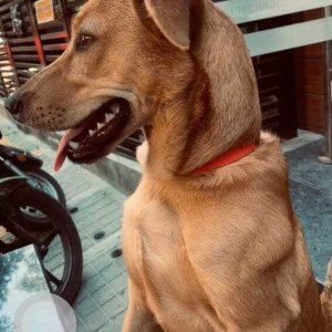 Missing: Brown Male Indie Dog from HSR layout sector 2