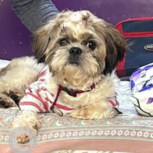 A White-Brown Mix Shih Tzu Dog Missing from Bharat Heavy Electricals Limited, Hyderabad