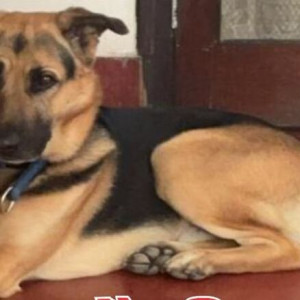 Missing: Black and Brown Male German Shepherd Dog from Mahanagar Fusion Fitness near Channilal Chauraha, Lucknow-2