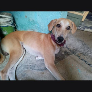 A White-Brown Mix Indie Dog Missing from Tirumalagiri, Secunderabad