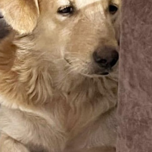 Missing: White Male Indie Dog from Gokalpur, Delhi-2