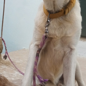 White Male Labrador Dog is Missing from Hoshangabad Budhni Madhya Pradesh-2
