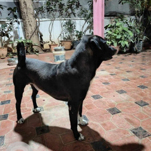Missing: Black and White Male Indie Dog from AECS Layout, Brookfield, Bangalore-3