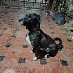 Missing: Black and White Male Indie Dog from AECS Layout, Brookfield, Bangalore-2