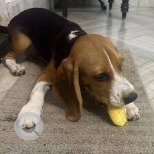 Missing: Black and Brown Male Beagle Dog from Ram Nagar,  Visakhapatnam