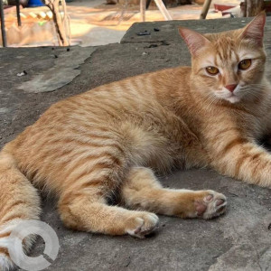 A White-Brown Mix Ginger cat Cat Missing from Ward 26 Old Malakpet, Hyderabad