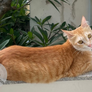 A Orange Tabby Cat Missing from Zone 13 Adyar, Chennai