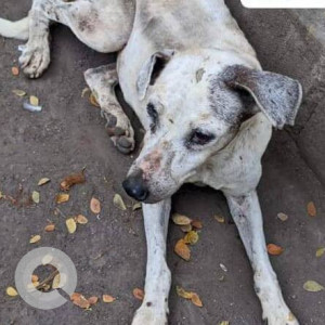 Missing: White Female Indie Dog from Usha Building, Jankalyan Nagar, Malad west