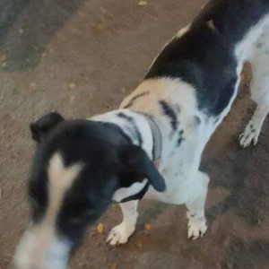 Black and White Male Indie Dog is Found from Judes School, Jankalyan Nagar, Malad West-2