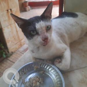 Missing: White and Grey Male Indie Cat from Jankalyan Nagar., Malad West-2