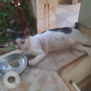 Missing: White and Grey Male Indie Cat from Jankalyan Nagar., Malad West-3