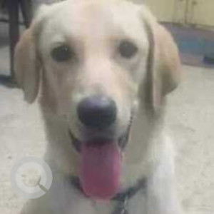Found: White Female Labrador Dog from Mathikere, JP Park-2