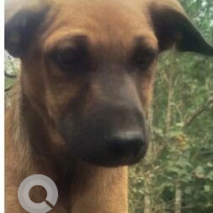 Missing: Black and Brown Male Indie Dog from Idukki, Kanjikuzhy, Kerala