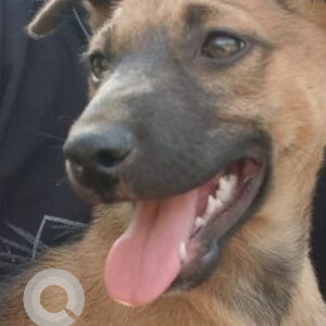 Missing: Black and Brown Male Indie Dog from Idukki, Kanjikuzhy, Kerala-2