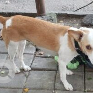 White-Brown Mix Not Available Indie Dog is Found from 9th Main, III Block, Jayanagar