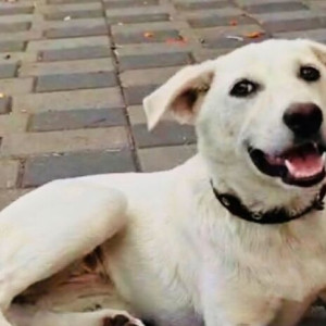 Found: White Female Indie Dog from Panchavati, Panchwati, Panchawati-2