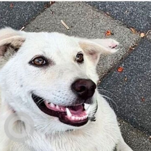 Found: White Female Indie Dog from Panchavati, Panchwati, Panchawati