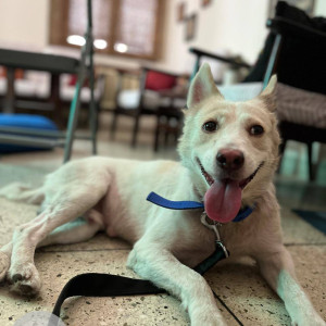A White Indie Dog Found from Lado Sarai, Delhi NCR