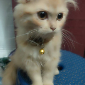 Missing: White Female Persian Cat from Anjali Gardens, Manikonda, Hyderabad-2