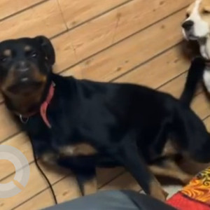 A Black and Brown Rottweiler Dog Missing from Sector 43, Gurugram-2