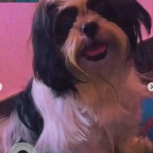 A Black and White Shihtzu Dog Missing from Ramamurthy Nagar, Bengaluru