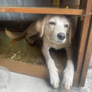A White Indie Dog Found from Nigdi, Pimpri Chinchwad