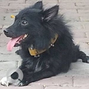 Found: Black Male Pomeranian Dog from Sulochana Building,  Behind Fire Bridge, Sec-16(A), Vashi, Navi Mumbai