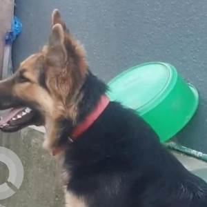 Missing: Black and Brown Male German shepherd Dog from Thimi , Bhaktapur-2