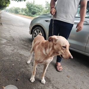 A White-Brown Mix Indie Dog Found from Khora, Noida-3