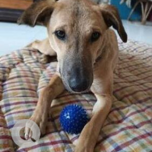 Missing: Brown Female Indie Dog from Sector 70, Noida