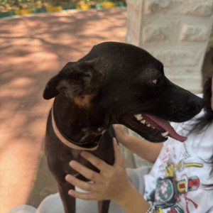 Found: Black Female Indie Dog from Bengaluru-3