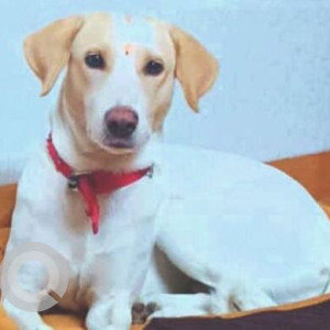 Missing: White-Brown Mix Female Indie Dog from Pune