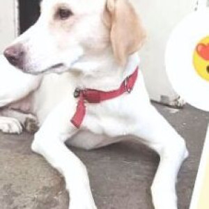 Missing: White-Brown Mix Female Indie Dog from Pune-2