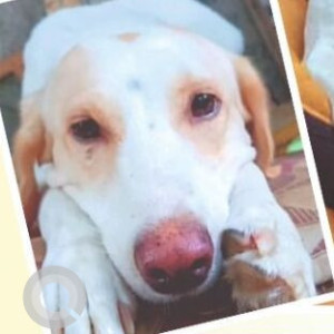 Missing: White-Brown Mix Female Indie Dog from Pune-3