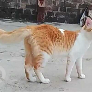 Missing: White-Brown Mix Male Indie Cat from Pipe Line road, Near Chavra Church, Ejipura-2