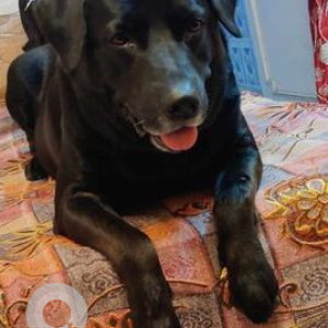 Missing: Black Male Labrador Dog from Sector 5 Rohini near Bajaj Dairy